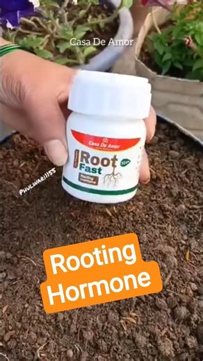 Grow New Plants from Cuttings! Rooting Hormone Simple Garden Trick 🌱 #Shorts