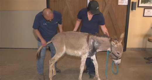 $7,000 reward offered to find suspect who shot wild donkey with arrow