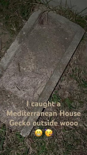 I caught a Mediterranean House Gecko outside wooo 😁 🥳