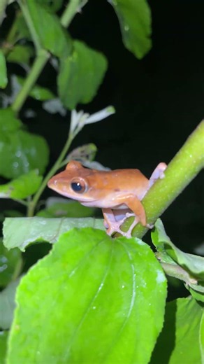Laugh Out Loud with These Hilarious Jumping Frogs