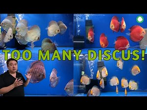 Too Many Discus In Our Sanctuary | Aquarium Tour | Golden Crown, Altum Flora, Wild Discus, RGD