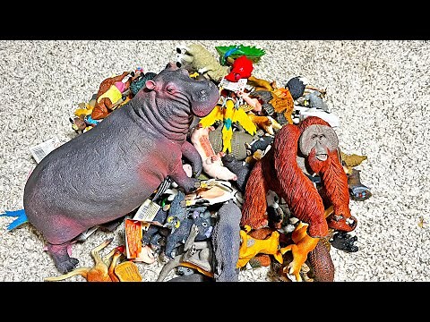 120 Wild Animals, Farm Animals, Australia Animals