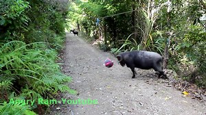 See what happens when you leave a tether ball in the forest