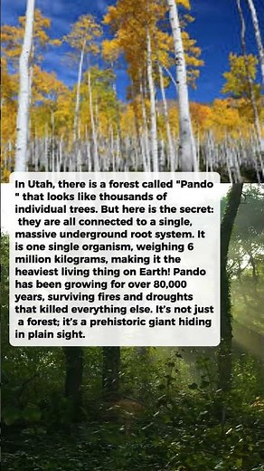 This Entire Forest is Actually One Tree!