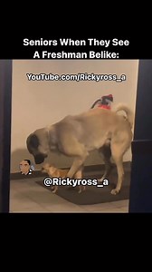 781K views · 4.5K reactions | Seniors When They See A Freshman Belike: Funny Animal VoiceOvers | Follow Me On Instagram: @Rickyross_a and @rickyross_a2 #Rickyross_a #rickyross_a2 #voiceover #voiceovers #animal #animals #dog #dogs #lol #lolreels #funnyreels #comedy #justjokes #funny #meme #viral #explorepage #school #freshman #senior #college #doglover #animalvideos #animalvoiceovers #explore #trending #viralreels #freshmemes #freshmeat #comedy | Ricky Jamal McGruder | Facebook