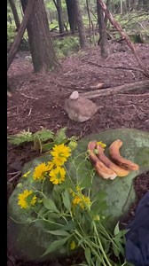 289K views · 13K reactions | Back at the gifting rock !! #strange #weird #bizzare #unexplained #bigfoot #creature #cryptid #foryou #giftingrock #sasqautch #yeti #scary #dogman #mystical #legend #native #shapeshift #BVIRAL | Caught Outdoors | Facebook