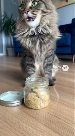 The Legendary Cat Stink Face 💨 (His dramatic reaction to smelling it!) #shorts