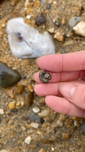 20K views · 120 reactions | Here is a pyrite ammonite that I found...