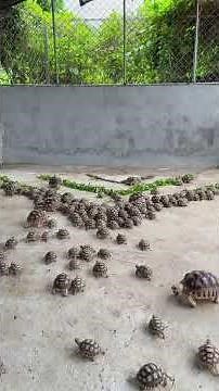 100 Tiny Tortoises Eat Breakfast—Cutest Chaos