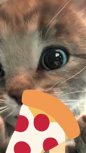 Cute Kitty Peek-a-Boo