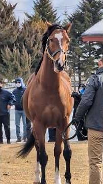 【馬産地通信】新種牡馬ソールオリエンス【ブリーダーズスタリオンステーション】 #グリーンチャンネル #競馬