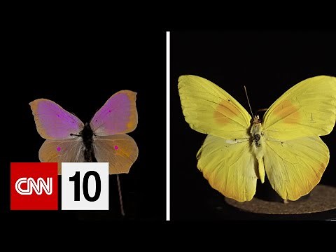 See the colors of the world through an animal's eyes | January 25, 2024