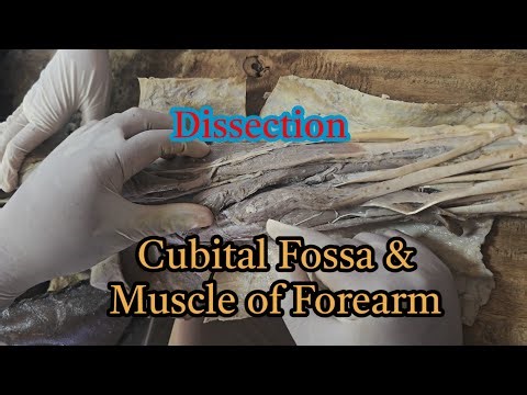 Cubital Fossa & Muscle of Forearm:Dissection