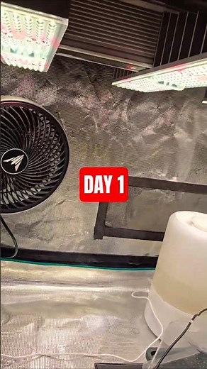 Day 1 growth phase - Three different Gelato Strains