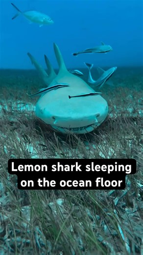 Found a lemon shark sleeping on the ocean floor 🤩 so cute!