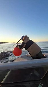 Narwhal hunting in kuggaruk,NU | Credit : Angugaatiak Apsaktaun | NSH Wonders