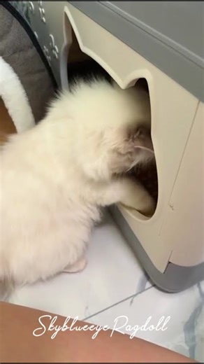 My adorable Ragdoll kitten sister arrived at her new home for Christmas!#布偶貓舍 #ragdollbreeder #cat