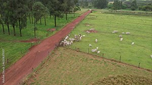 Brazilian Nellore cattle on a farm. Aerial view