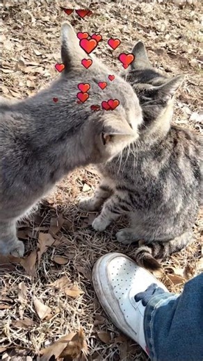 Valentine Cats💝 #shorts
