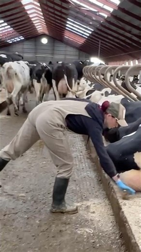 ✂️🐄 Clean Tails, More Milk 💡 | The Hidden Hygiene Habit on Every Farm