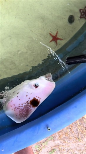 Adding Mangroves to My Tide Pool for Better Ecosystems