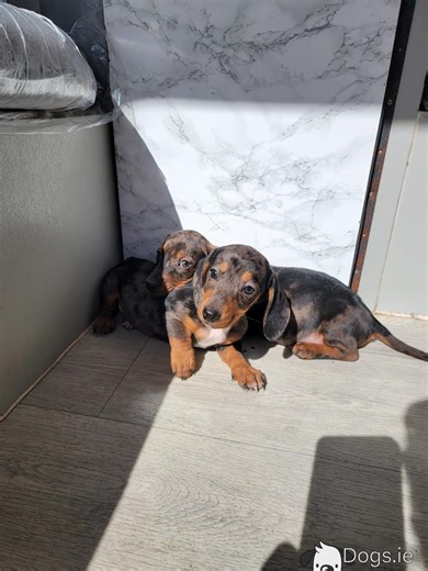 Miniature Dachshunds in Tipperary