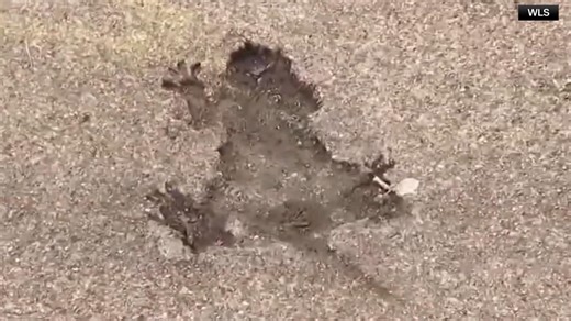 Chicago's viral 'rat hole' wasn't created by a rat, new study suggests