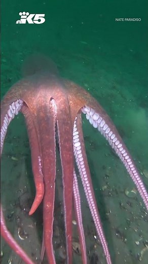 An encounter with a giant Pacific octopus in Saltwater State Park