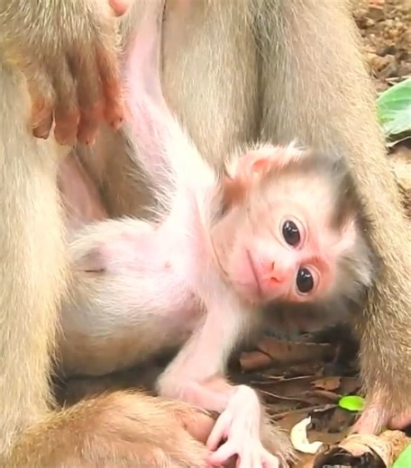 Wow! Pretty baby is really cute #cutemonkey | Cute Monkey