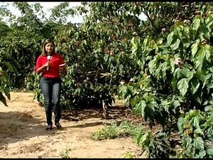 Matéria sobre a produção de urucum exibida em 18 de março de 2015