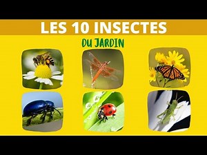 Les 10 insectes du jardin
