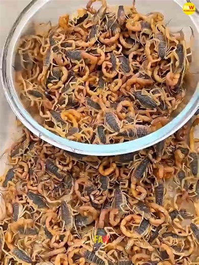 scorpion farming in china #facts #shorts #animals