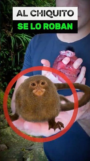 Let's save the world's smallest primate, the Pygmy Marmoset