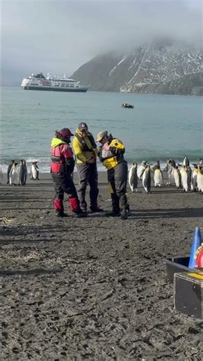 King Penguins in Gold Harbour South Georgia #hurtigrutenexpeditions
