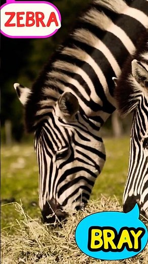 🦓 Zebra Sound | What Sound Does a Zebra Make? | Animal Sounds for Kids 🔊 | PihuTV