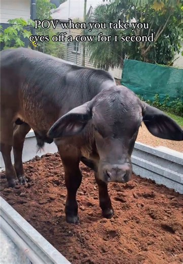 Ferdinand the Bull: Comedy with a Character