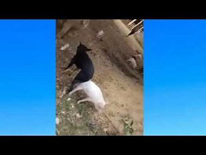Funny Dog mating with Pig at Farm