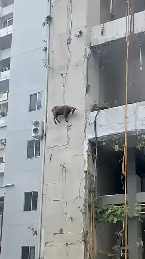 46K views · 487 reactions | 10 Animal Facts So Weird They Sound Fake _AnimalFacts _Nature _Animals | Animals World | Facebook