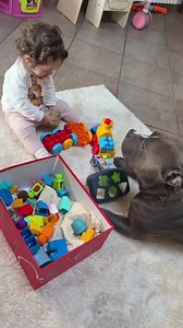 18K views · 617 reactions | Troppo belli insieme 凉❤️ . . #Goodbye2024 #baby #dog #fypage #foryou #fypシ #doglovers #funny #viral #babygirl #puppy #doggo #cutedog #bullyuk #MASSIeMINO #bully #fundog #americanbully #reels #fyp | G00D View | Facebook