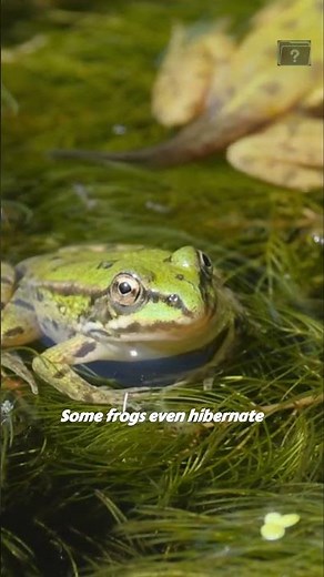 This Animal Can Breathe Through Its Skin – No Lungs Needed