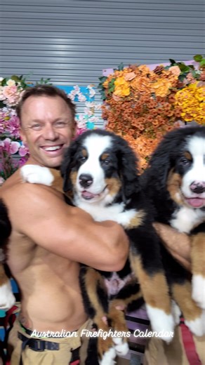 Santa delivered Aussie firefighters and Bernese Mountain puppies 🎄🐶🔥 10/10 would unwrap again. #bernesemountaindog #santa #australia #puppylove #Christmas | Australian Firefighters Calendar