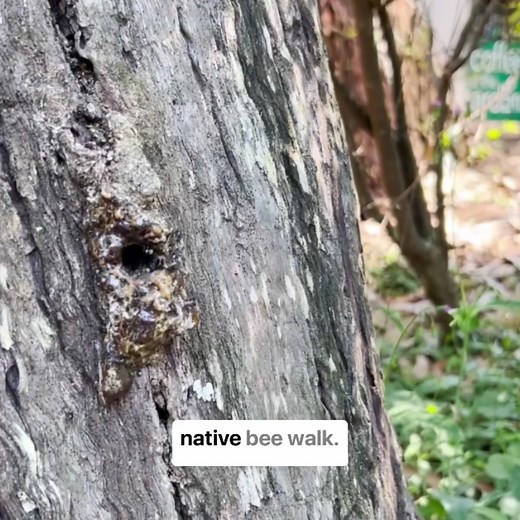 2.5K views · 44 reactions | See Australian native stingless bees up...