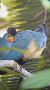 El turaco gigante (Corythaeola cristata) es un ave Musophagiformes de la familia Musophagidae propia de los bosques tropicales de África central y occidental. Esta es la especie más grande de turaco. | Surcos Tours - Costa Rica