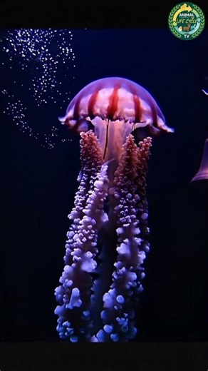 The Phantom Jelly Giant #documentary