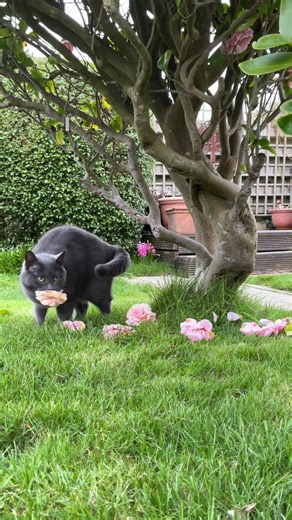 Why My Cat Brings Me Flowers: A Sweet Gesture