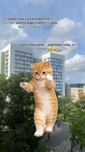 Sliit exam results reaction: 'Sorry Deviyane… overreact una'