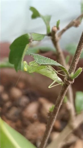 Small green praying mantis moving its mouth #prayingmantis #insects #animals #shorts