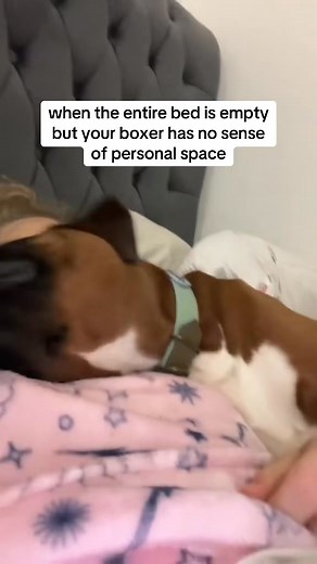 742K views · 22K reactions | I need to be inside your skin mum, that’s not close enough | Trunks the Boxer | Facebook