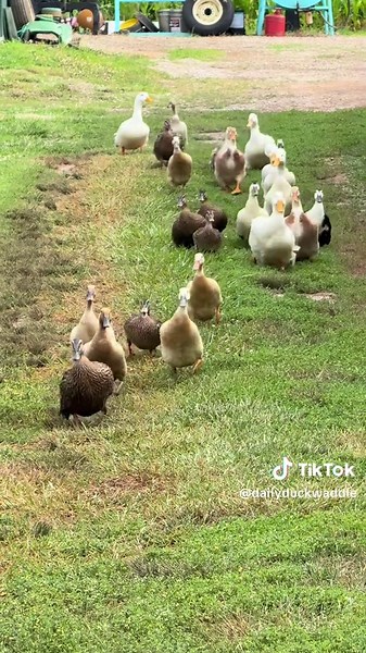 Ready for Daily Duck Waddle Fun
