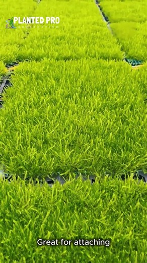 Aquascaping Ideas 💡🐠🐟🌿 on Instagram: "Java Moss [Vesicularia dubyana] — Shop Now 🌿🛒 An easy, versatile moss that grows on rocks and driftwood, ideal for shrimp tanks, breeding setups, and creating lush natural textures. #javamoss #vesiculariadubyana #aquariumplants #plantedtank #aquascaping #freshwateraquarium"